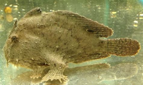 Freshwater Angler Frogfish Trins Tropical Fish