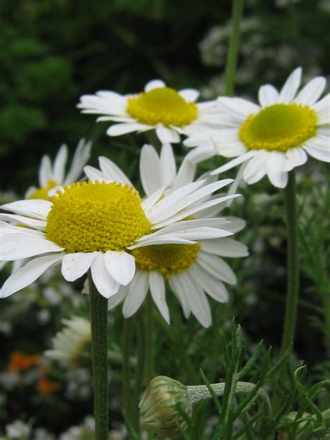 Camomile Meaning Patience Daisy Outdoor Flowers