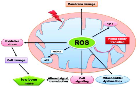 ROS Generation By Mitochondria Can Influence Various Biological