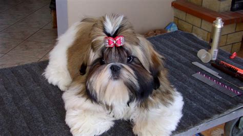 All for the love of shih tzus. shih tzu puppy show grooming - YouTube