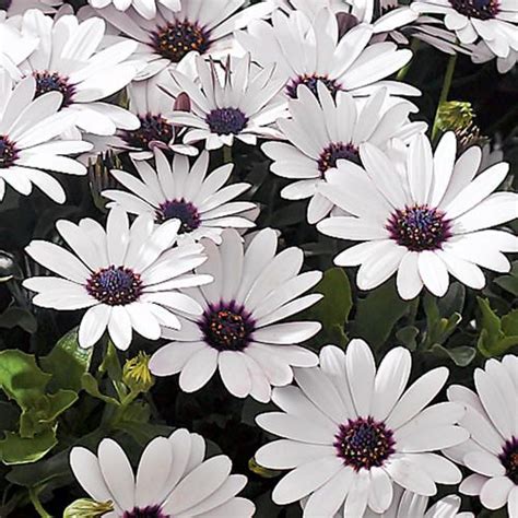 25 Seeds Ice White African Daisy Osteospermum Artofit