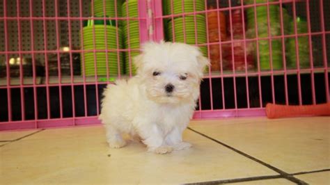 Adorable Teacup Maltese Puppies For Sale In Georgia At