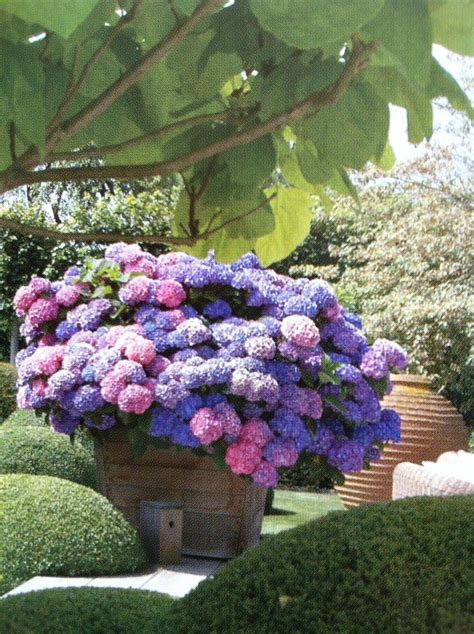 Hydrangeas Garden Containers Container Plants Container Gardening
