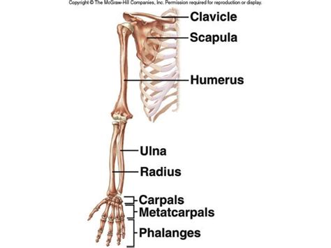 There is another box of bones in front of the backbone. How many bones are in the arms and hands? - Quora