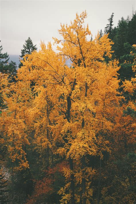 Orange Autumn Tree Pictures Photos And Images For