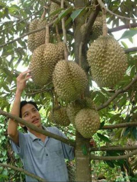 Karena memang memiliki ukuran yang besar, maka durian ini mempunyai sebutan yaitu raja buah. Gambar Durian Wikipedia Bahasa Melayu Ensiklopedia Bebas ...