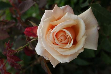 Diamond Jubilee Hybrid Teas Old Garden Roses Rose Catalog