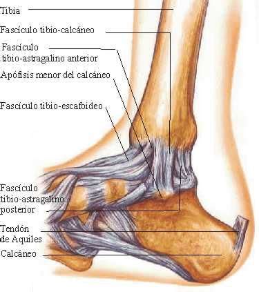 Ligamentos Del Tobillo Tornozelo Visi N Interna Ou Medial