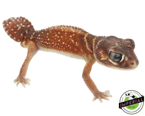 Red Smooth Knob Tail Gecko For Sale Imperial Reptiles Imperial