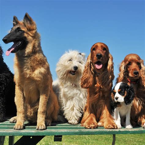 How Many Breeds Of Dogs Are There In The World Readers Digest