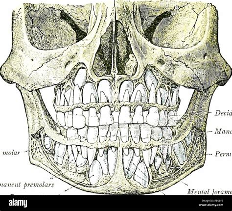 Human Toddler Skull Teeth Deriding Polyphemus