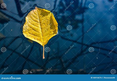Yellow Leaf Floating In Water Stock Photo Image Of Reflection