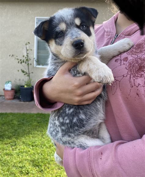 Puppies For Sale Australian Cattle Dog 8 Stunning Cattle Puppies For
