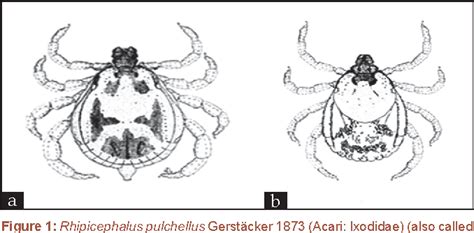 Figure 1 From Tick Borne Lymphadenopathy Like Condition In An African