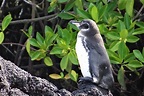 El Pingüino de Galápagos, una especie endémica | Galápagos Fauna