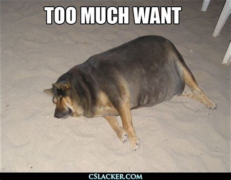 Funny Fat Dogs Desktop Wallpapers Funny Animal