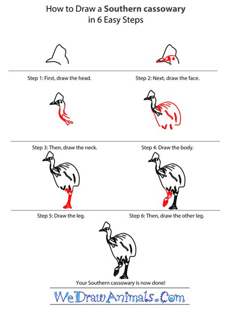 How to Draw a Southern Cassowary