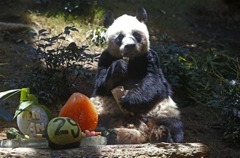Worlds Oldest Male Giant Panda Dies At Age 35 In Hong Kong Vinnews
