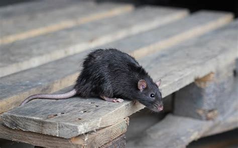 A Guide To Roof Rat Identification And Prevention In Nj Amco Pest Solutions