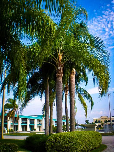 Queen Palm Trees For Sale Online The Tree Center