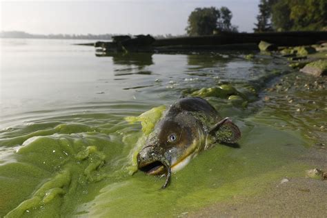 Lakes Turn More Acidic With Atmospheric Carbon Endangering Fish