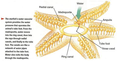 Basic Concept Of Invertebrate Zoology Knowledge Water Vascular System