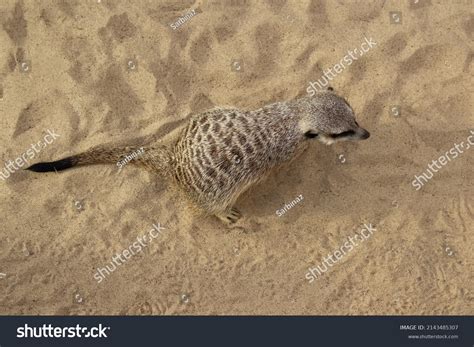 Meerkat Walks On Sand Top View Stock Photo 2143485307 Shutterstock