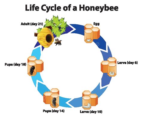 Diagram Showing Life Cycle Of Honeybee Bug Life Cycle Living Vector