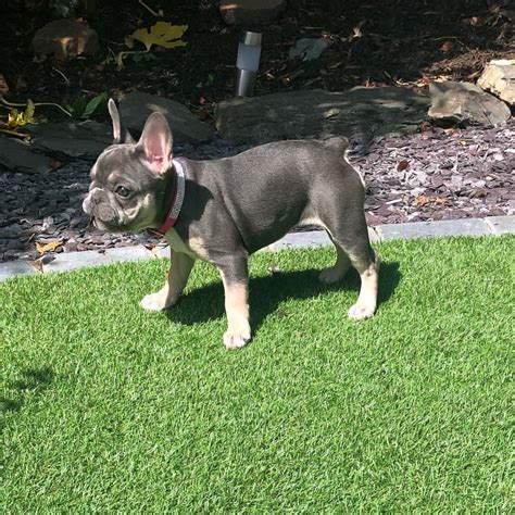 Find the perfect french bulldog puppy for sale in new jersey, nj at puppyfind.com. French Bulldog Puppies For Sale | New Jersey 17, NJ #304094