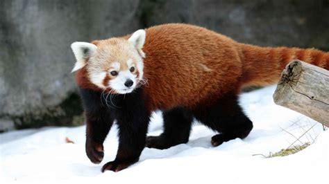 Panda Rojo El Animal único En Su Especie Que Disfruta De Los Edulcorantes
