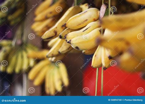 Bananas In The Market Stock Photo Image Of Nature Fruits 50894740