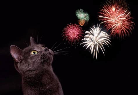 Tips For Helping Your Cat Through The Fireworks Season Katzenworld