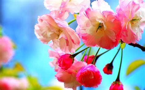 Wallpaper Flowers Branch Cherry Blossom Pink Flower Flora Petal