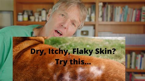 Dry Itchy And Flaky Dog Skin Brand New Holistic Remedy Veterinary