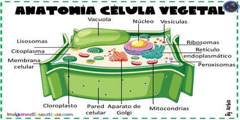 Estructura De La Celula Vegetal Y Sus Funciones Pdf Mobile Legends