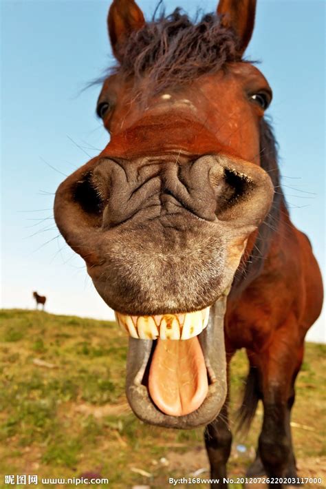 Lovely Funny Horse Pictures Funny Horses Horses