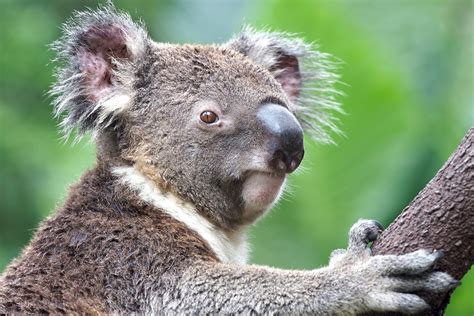 Playmobil Koala Sales Cheap Save 60 Jlcatjgobmx