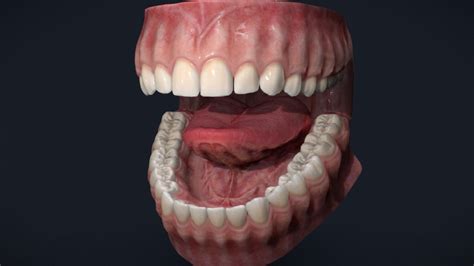 Teeth Model Anatomical Dental Model By Daniel Bauer Dental Anatomy