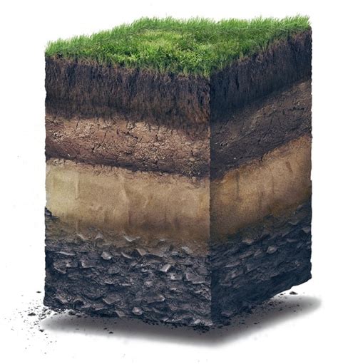 Soil Horizons Development Amp Soil Profile Plantlet Ecology Riset