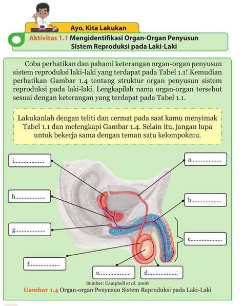 Coba Perhatikan Dan Pahami Kete Rangan Organ Organ Penyusun Sistem Reproduksi Laki Laki Yang