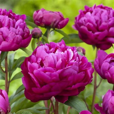 Pivoine Herbacée Karl Rosenfield Pot De 3 Litres Gamm Vert Peonies Garden Freesia