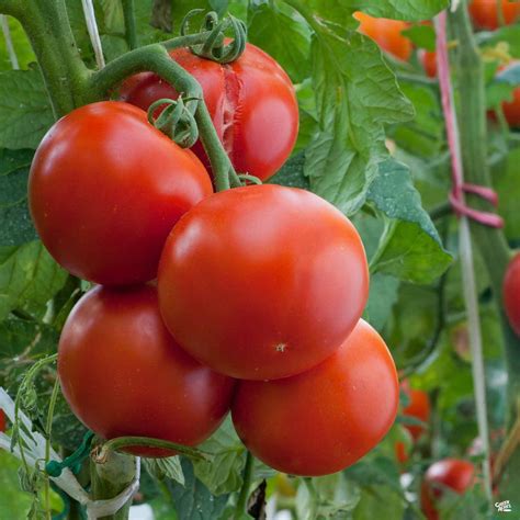 Tomato Ace — Green Acres Nursery And Supply