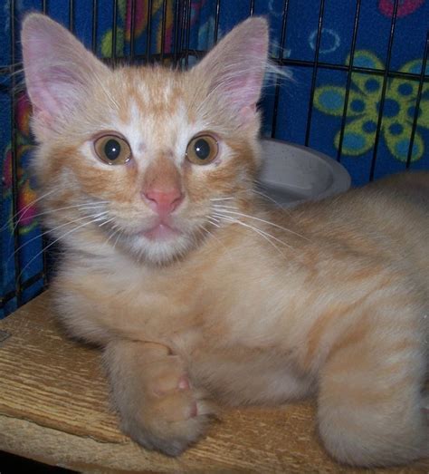Assistance is available at the front desk. Copper Country News | Half-price kitten adoption through ...