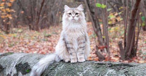 Siberian Cat Breed Complete Guide A Z Animals