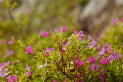 Pink Flowers On The Mountain Stock Photo Image Of Plant Environment