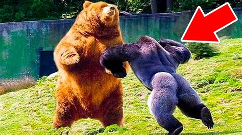 Top 5 Most Aggressive Animals On The Planet Trend Dive Youtube