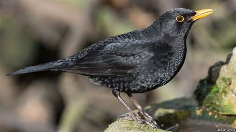 In Pictures Top British Garden Birds Revealed BBC Newsround