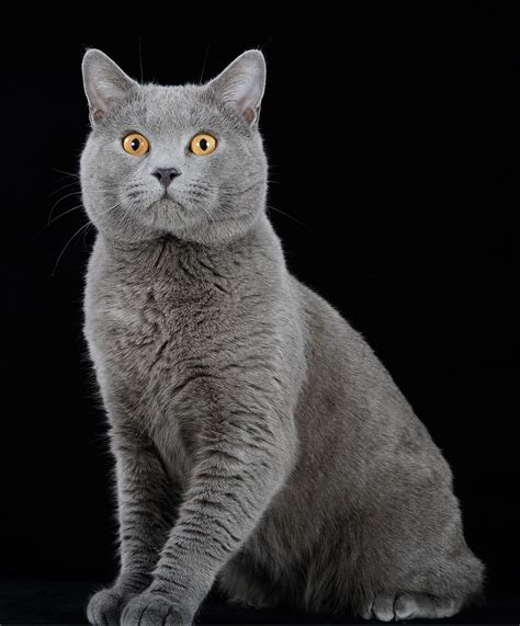 I Highly Doubt That You Know These Things For The Quiet Chartreux Cats