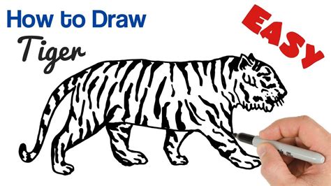 Easy Tiger Pictures To Draw
