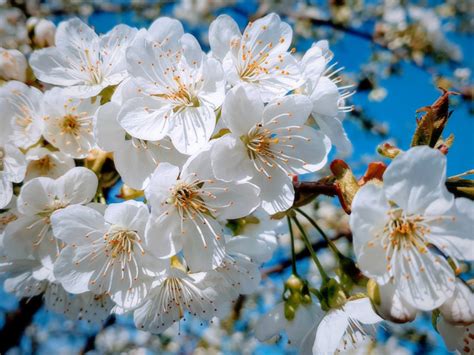 Download White Close Up Cherry Tree Spring Blossom 800x600